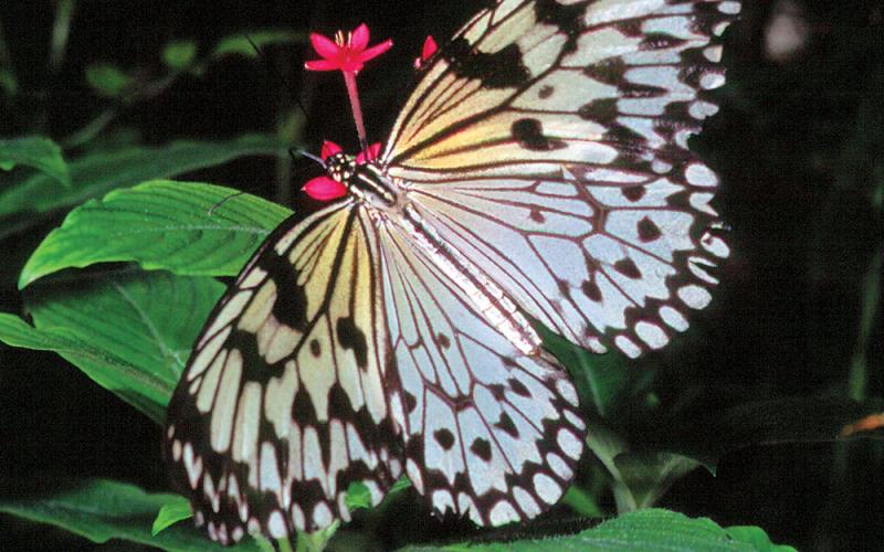 Ontdek Meppel - Vlinderparadijs Papiliorama - Doen | Actief | Algemeen
